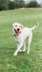 Palla da riporto galleggiante per cani, Ø 6 cm – Chuckit! Air Fetch Ball - immagine 4