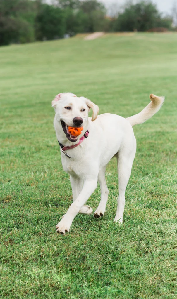 Palla da riporto galleggiante per cani, Ø 6 cm – Chuckit! Air Fetch Ball - immagine 4