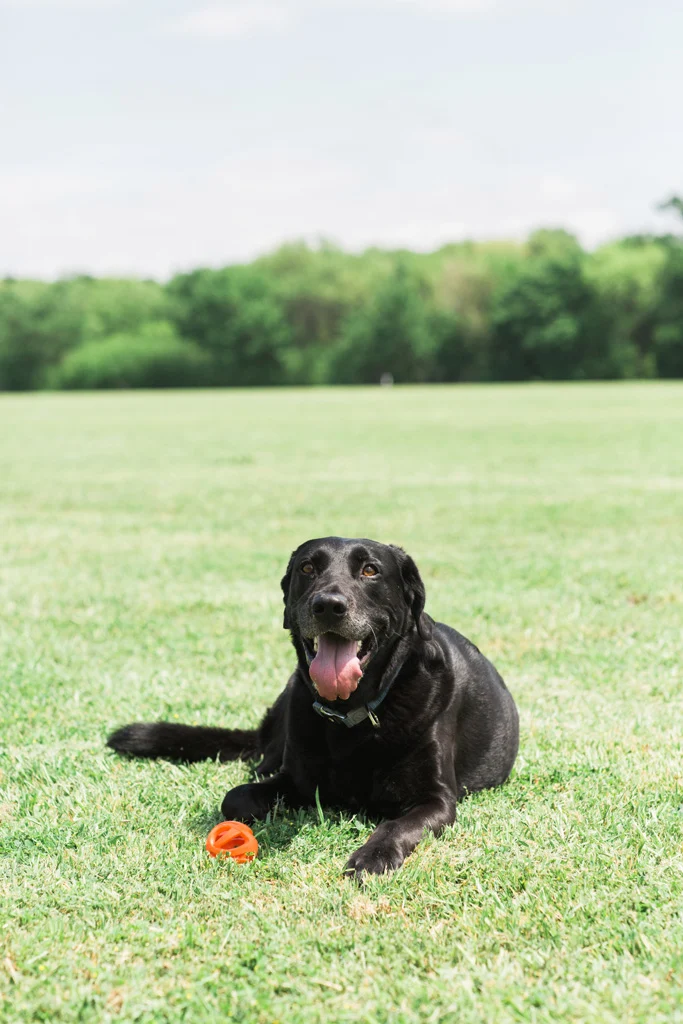 Palla da riporto galleggiante per cani, Ø 6 cm – Chuckit! Air Fetch Ball - immagine 5