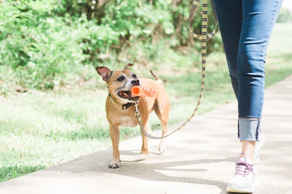 Bastone da riporto in gomma morbida, galleggiante, 31 cm – Chuckit! Air Fetch Stick - immagine 4