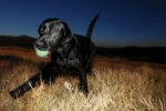 Pallina in gomma luminosa per cani, Ø 5 cm – Chuckit! Max Glow S - immagine 3