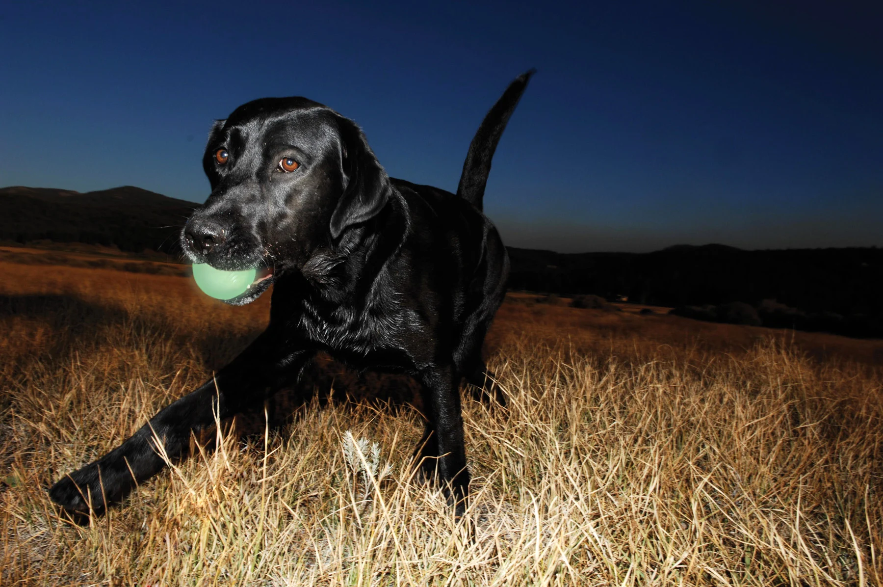 Pallina in gomma luminosa per cani, Ø 5 cm – Chuckit! Max Glow S - immagine 3