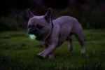 Pallina luminosa per cani M, galleggiante, 6 cm, 2 pezzi – Chuckit! Air Glow Fetch Ball - immagine 4