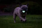 Palla fosforescente per cani S, galleggiante, 4,5 cm, 2 pezzi – Chuckit! Air Glow Fetch Ball - immagine 5
