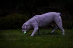 Pallina luminosa per cani M, galleggiante, 6 cm, 2 pezzi – Chuckit! Air Glow Fetch Ball - immagine 6