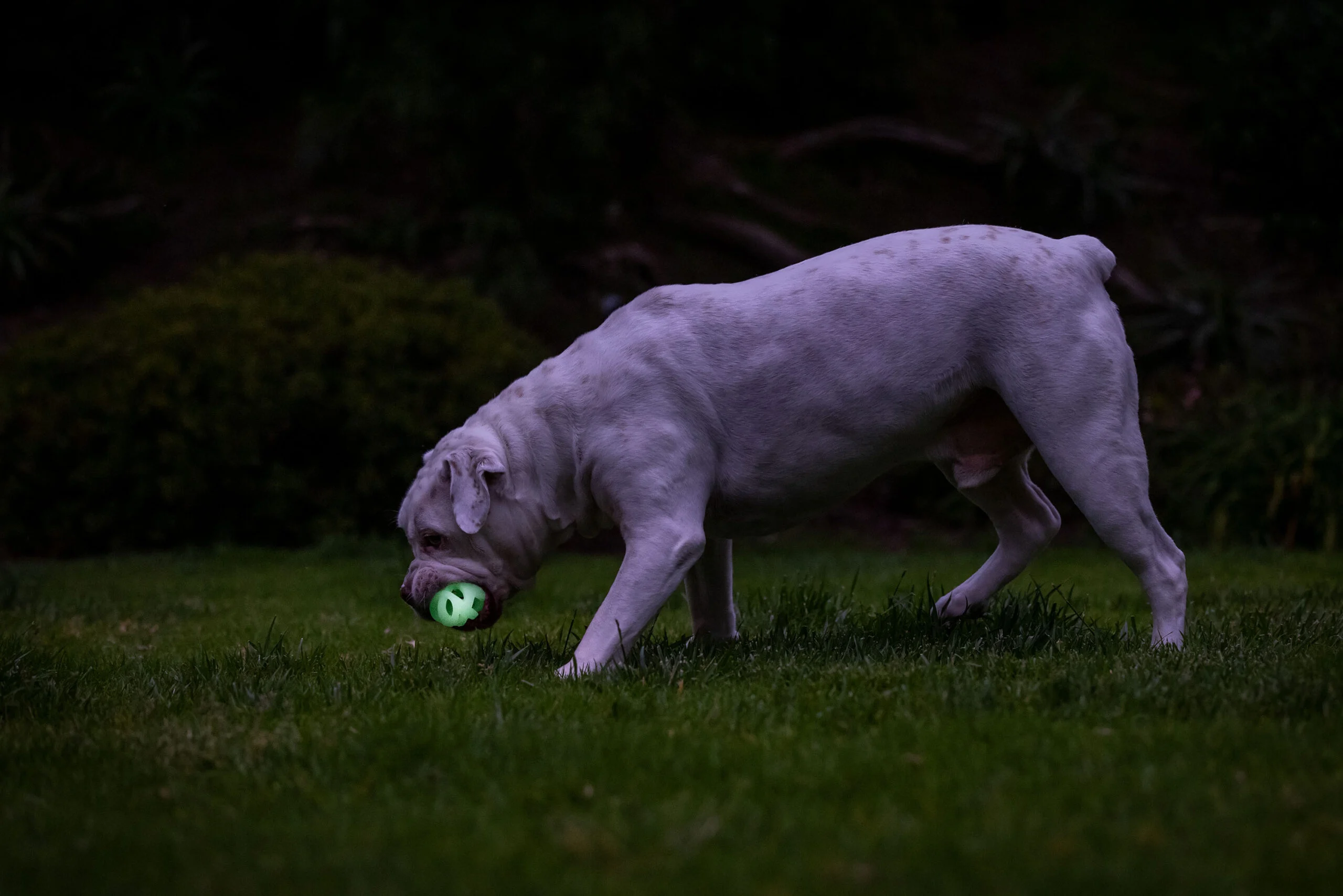 Pallina luminosa per cani M, galleggiante, 6 cm, 2 pezzi – Chuckit! Air Glow Fetch Ball - immagine 6