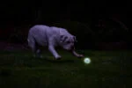 Pallina luminosa per cani M, galleggiante, 6 cm – Chuckit! Air Glow Fetch Ball - immagine 5