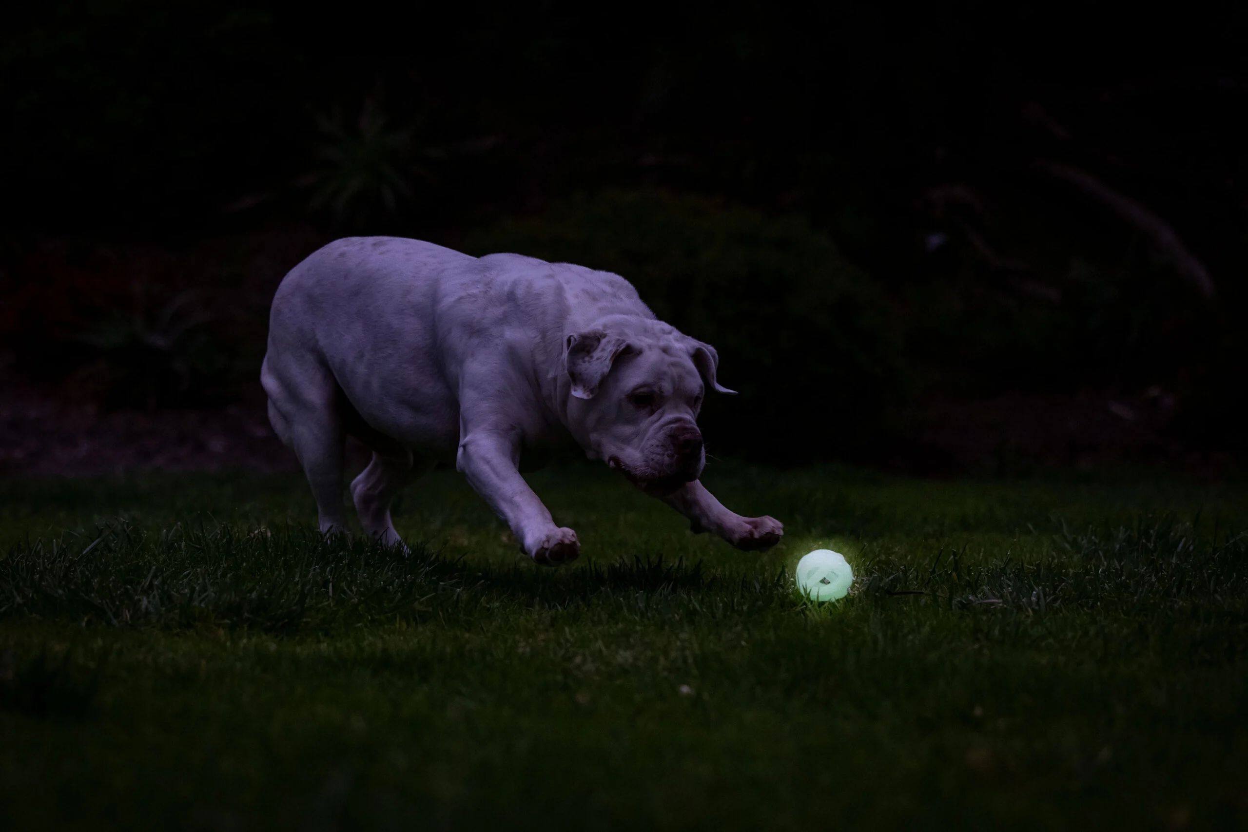Pallina luminosa per cani M, galleggiante, 6 cm – Chuckit! Air Glow Fetch Ball - immagine 5
