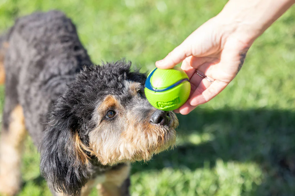 Palle per cani al bacon e al burro di arachidi, 4 pezzi – Chuckit! Sniff Fetch Ball Bacon & Peanut Butter M - immagine 2