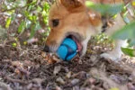 Palle per cani al bacon e al burro di arachidi, 4 pezzi – Chuckit! Sniff Fetch Ball Bacon & Peanut Butter M - immagine 3