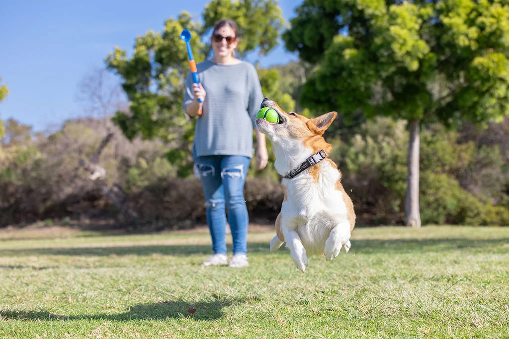 Palle per cani al bacon e al burro di arachidi, 4 pezzi – Chuckit! Sniff Fetch Ball Bacon & Peanut Butter M - immagine 5