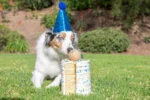 Palla per cani profumata alla vaniglia, M 6 cm – Chuckit! Birthday Fetch Ball - immagine 2