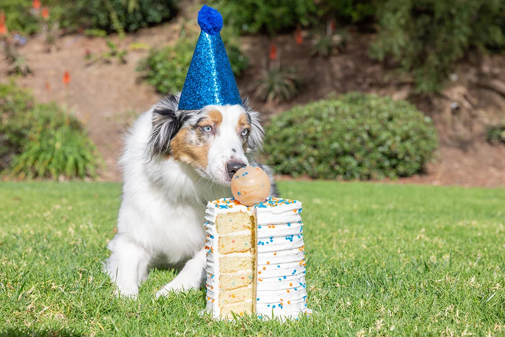 Palla per cani profumata alla vaniglia, M 6 cm – Chuckit! Birthday Fetch Ball - immagine 2