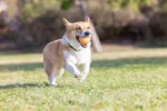 Palla per cani profumata alla vaniglia, M 6 cm – Chuckit! Birthday Fetch Ball - immagine 4