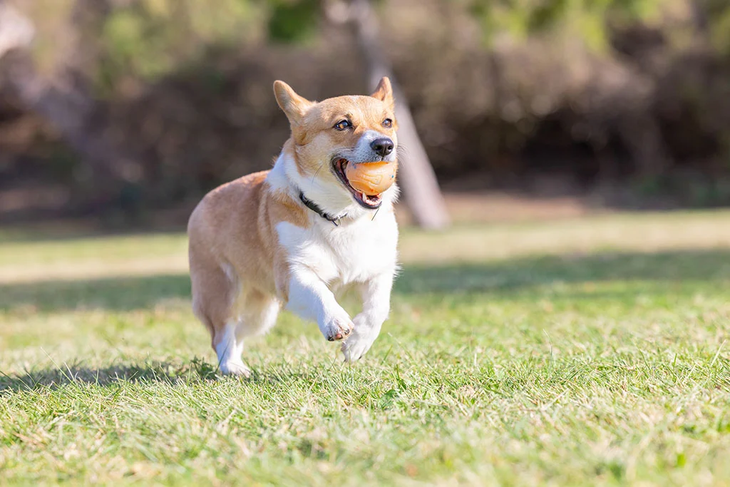 Palla per cani profumata alla vaniglia, M 6 cm – Chuckit! Birthday Fetch Ball - immagine 4
