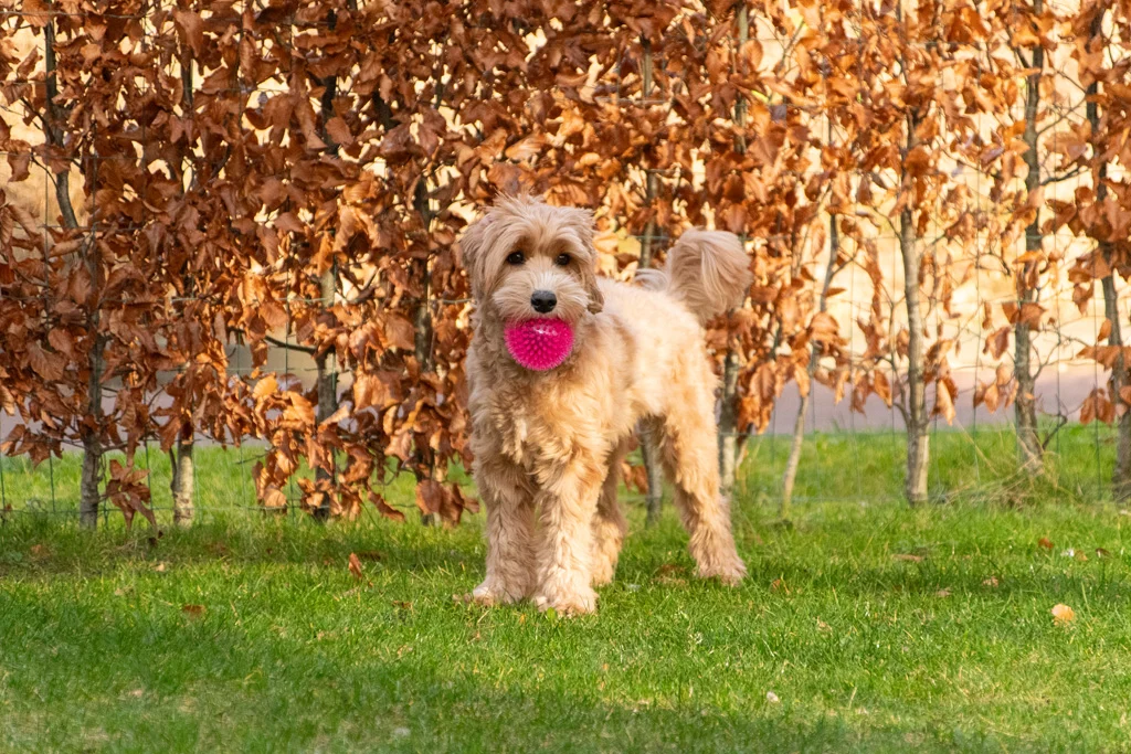Palla per cani con spuntoni e squeaker, M 8 cm, rosa – Dog Comets Exoplanet - immagine 4