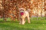 Palla per cani con aculei e gioco sonoro, S 5 cm, rosa – Dog Comets Exoplanet - immagine 4