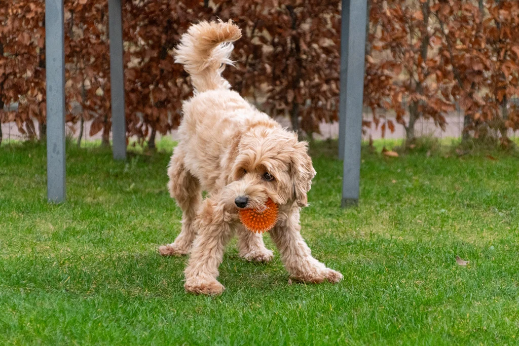Palla per cani con punte e squeaker, S 5 cm, verde – Dog Comets Exoplanet - immagine 3