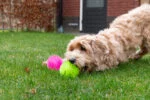 Palla per cani con punte e squeaker, M 8 cm, verde – Dog Comets Exoplanet - immagine 5