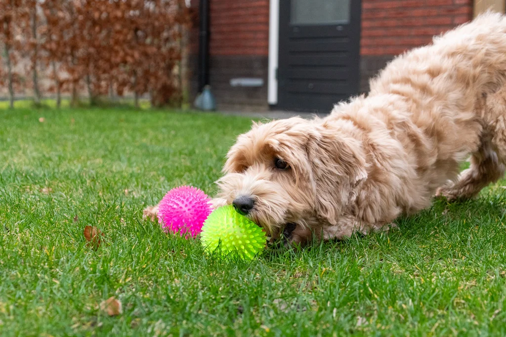 Palla per cani con punte e squeaker, S 5 cm, verde – Dog Comets Exoplanet - immagine 5