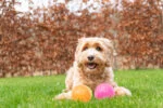 Palla per cani con punte e squeaker, S 5 cm, verde – Dog Comets Exoplanet - immagine 6
