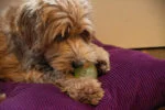 Palla per cani con parte luminosa e sonaglio M, 7,5 cm, rosa – Dog Comets Glow In The Dark Moon Bal - immagine 4
