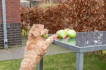 Pallina per cani con parte luminosa e squeaker S, 5 cm, rosa – Dog Comets Glow In The Dark Moon Bal - immagine 6