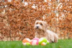 Palla luminosa per cani con sonaglio, L 10 cm, verde – Dog Comets Glow In The Dark Moon Bal - immagine 5