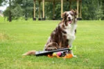 Lanciapalline per cani con 2 palline da tennis, taglia M, 61 × 18 cm – Dog Comets Comet Launcher - immagine 5