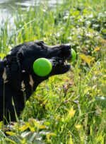 Bastone da riporto in gomma con squeaker L, 32 cm, verde – Dog Comets Meteor - immagine 3
