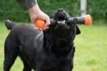 Bastone da riporto in gomma con squeaker, L 32 cm, arancione – Dog Comets Meteor - immagine 6