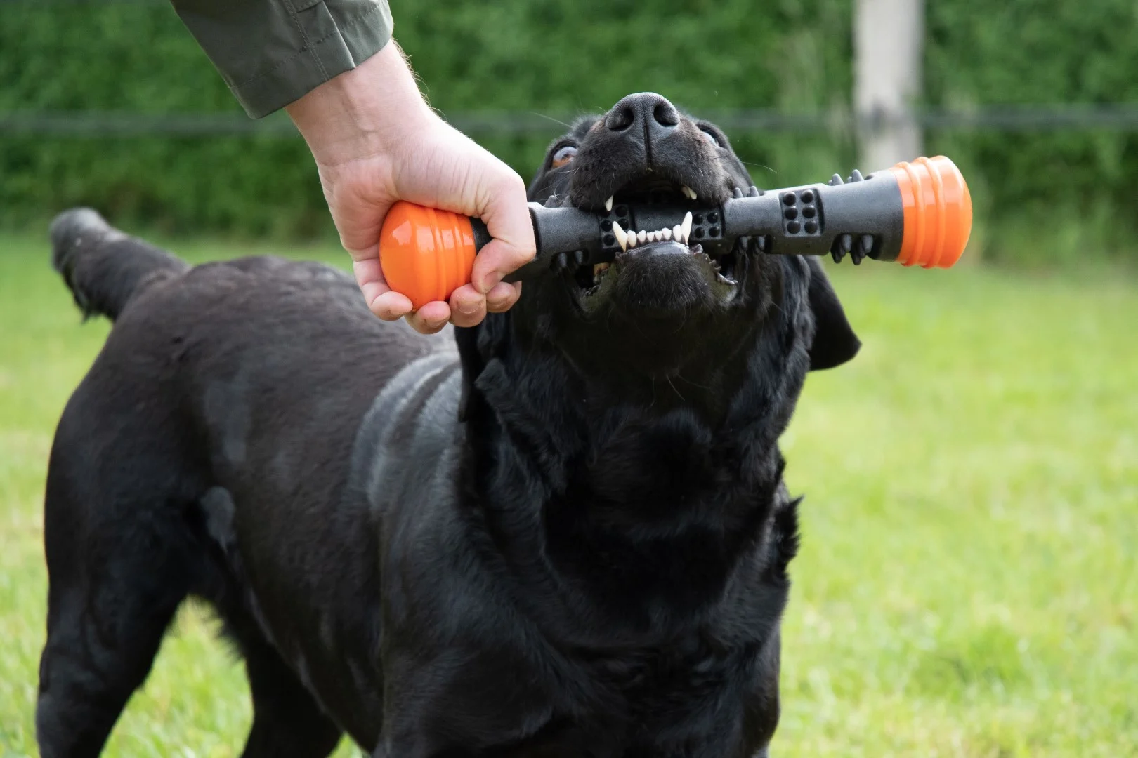 Bastone da riporto in gomma con squeaker, L 32 cm, arancione – Dog Comets Meteor - immagine 6