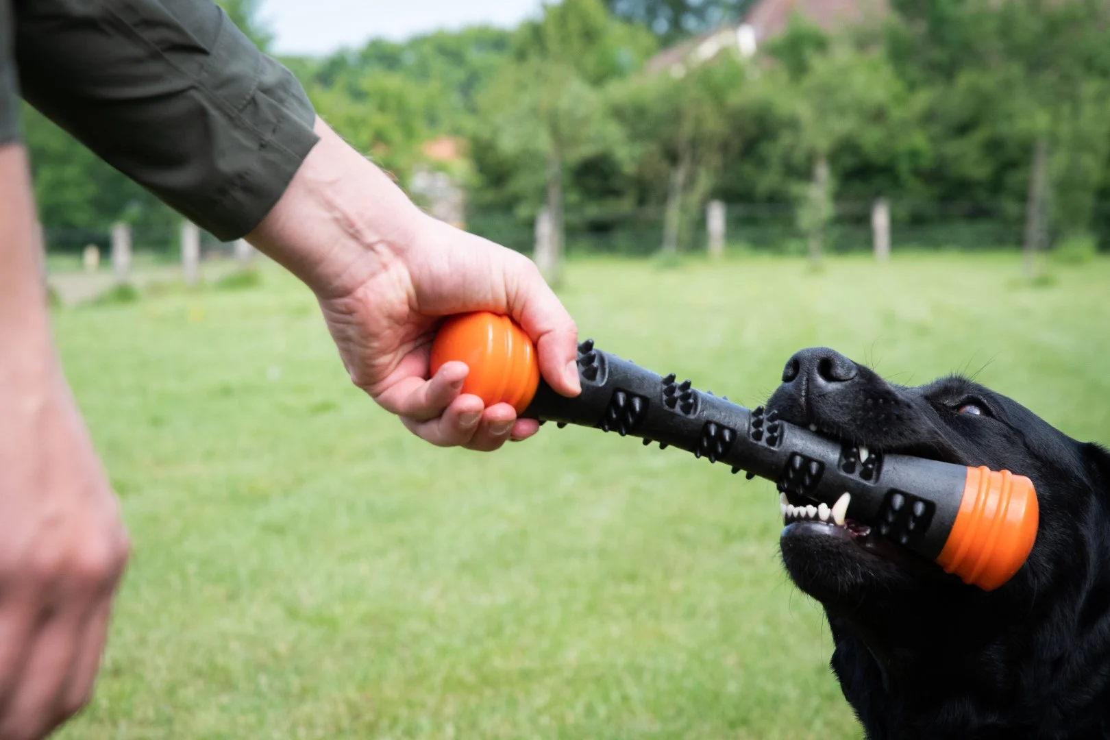 Bastone da riporto in gomma con squeaker, L 32 cm, arancione – Dog Comets Meteor - immagine 3
