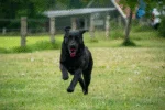Palla per cani con cordino retrattile, arancione – Dog Comets Blazar Jet - immagine 5