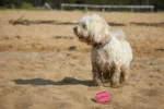 Palla da tennis per cani con squeaker M, Ø 6 cm, rosa – Dog Comets Neutron Star - immagine 3