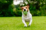 Pallina da tennis con sonaglio e bordo in gomma, verde M, 6 cm – Dog Comets Neutron Star - immagine 3