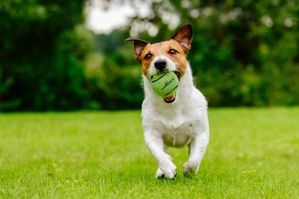 Pallina da tennis con sonaglio e bordo in gomma, verde M, 6 cm – Dog Comets Neutron Star - immagine 3