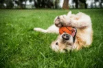 Pallina da tennis per cani con squeaker M, Ø 6 cm, arancione – Dog Comets Neutron Star - immagine 3