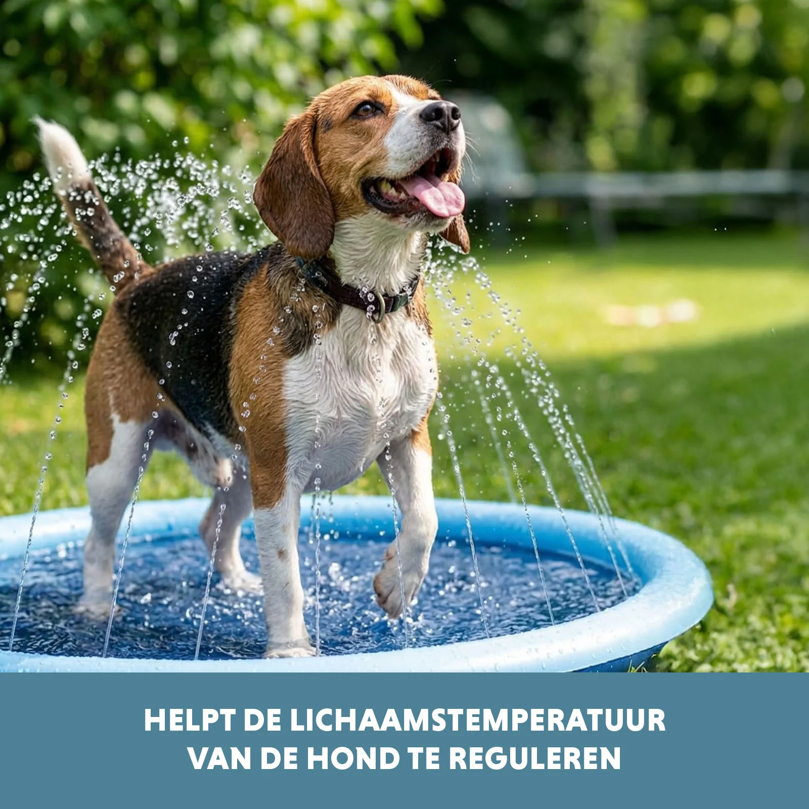 Tappetino spruzzatore per cani con attacco per tubo da giardino, M 150 cm – Coolpets Splash Sprinkler Pad - immagine 6