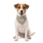 Bandana rinfrescante per cani, beige, S, 45 x 20 cm – Coolpets Cooling Bandana