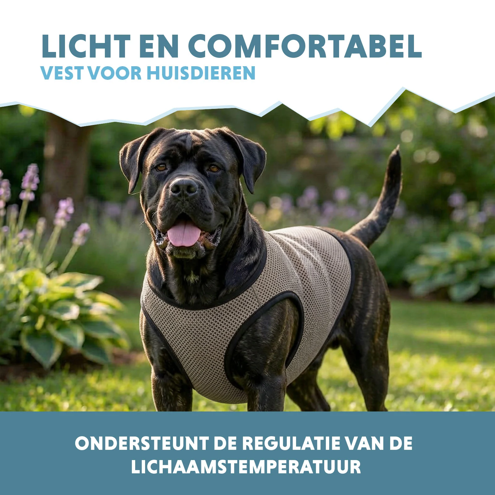 Giubbotto refrigerante per cani, attivabile con acqua, XL, lunghezza del dorso 40 cm – Coolpets Cooling Vest - immagine 4