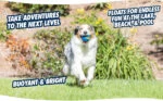 Palline per cani in gomma con squeaker S, ø 5 cm, 2 pezzi – Chuckit! Ultra Squeaker Ball - immagine 4