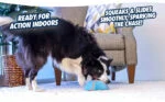 Gioco scorrevole per cani con squeaker, 18 x 14 cm – Chuckit! Indoor Super Slider - immagine 6