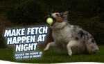 Pallina per cani in gomma, luminosa, Ø 7 cm – Chuckit! Max Glow L - immagine 3