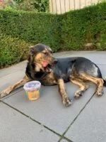 Snack per cani a base di 100% grasso di cavallo fuso, circa 350 g – Duo Dog Snack - immagine 3