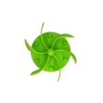 Inserto anti ingozzamento per ciotola per cani con ventose, verde L, diametro della base 14,5 cm – Eat Slow Live Longer Gobble Stopper - immagine 2