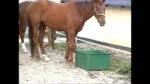 Vasca da pascolo per cavalli, 200 l, per mangime e acqua – Ok-Plast - immagine 2