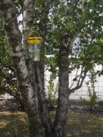 Trappola per mosche da esterno con 40 g di esca – Flybuster Garden Trap - immagine 5