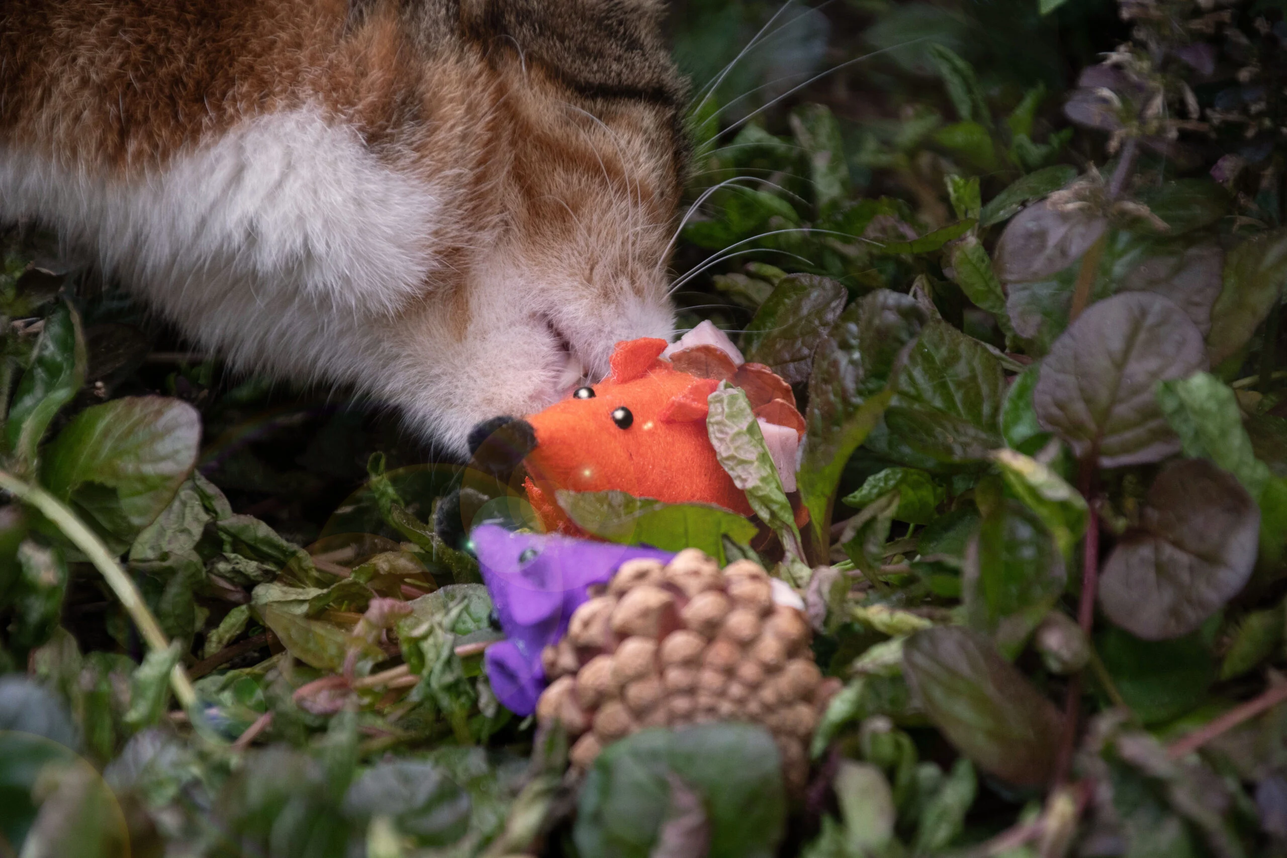 Topolino gioco per gatti in pigna e feltro con Madnip, arancione, 8 cm – Forest Friends Mouse - immagine 3