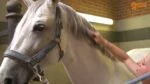 Spray lucidante districante per criniera e coda del cavallo, 250 ml – Paardenpraat TV Glans Spray - immagine 2